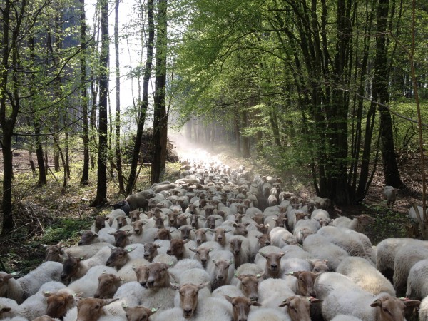 Afbeelding invoegen