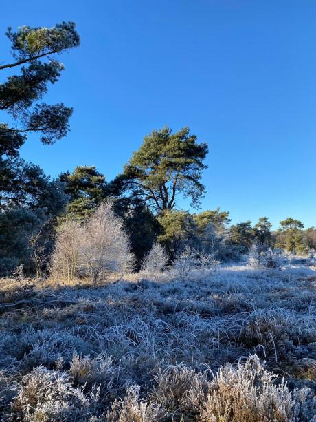 Afbeelding invoegen