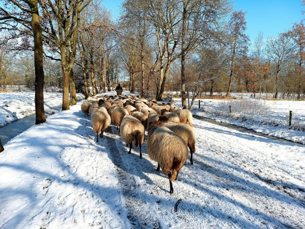 Afbeelding invoegen