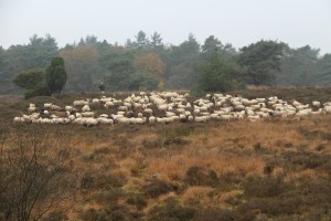 Afbeelding invoegen