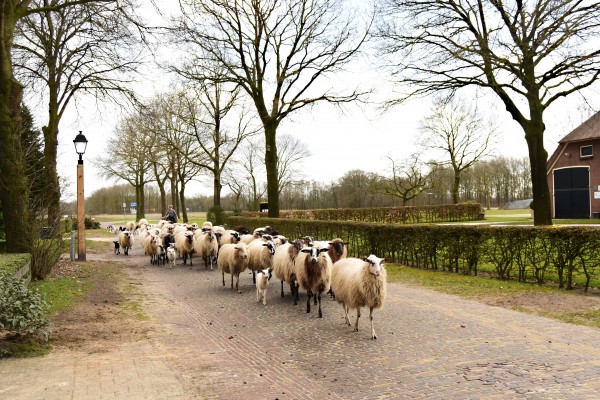 Afbeelding invoegen